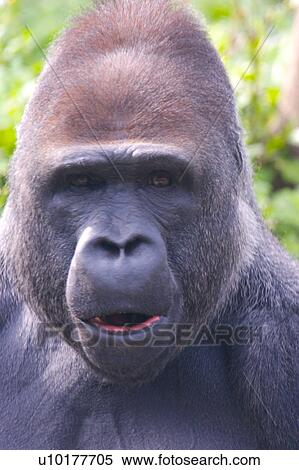 One Animal, Outdoors View Large Photo Image Stock Photography - One Animal, Outdoors. Fotosearch