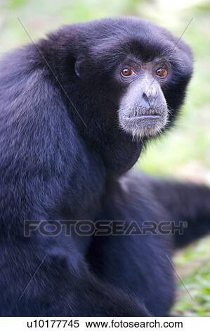 One Animal, Outdoors View Large Photo Image Stock Photography - One Animal, Outdoors. Fotosearch