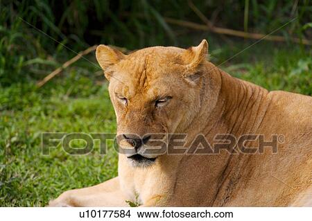 One Animal View Large Photo Image Picture - One Animal. Fotosearch