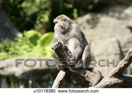 Stock Photography - One Animal. Fotosearch