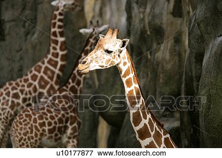 Stock Photo - Three Animals, Close-up. Fotosearch