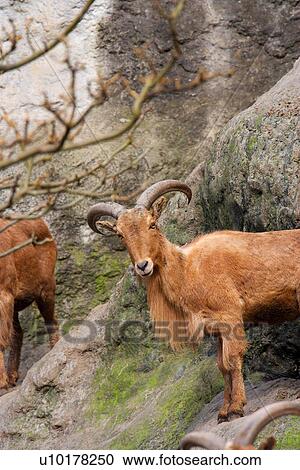 Stock Image - Three Animals, Outdoors. Fotosearch