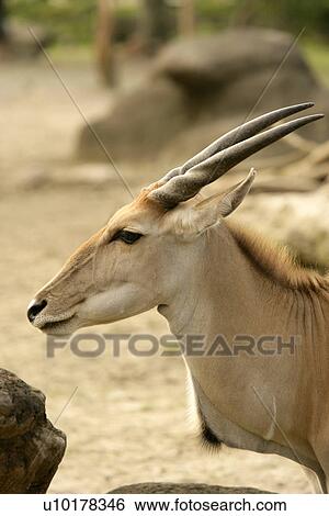 Waist Up, One Animal View Large Photo Image Stock Photograph - Waist Up, One Animal. Fotosearch
