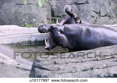 Stock Photo - Waist Up. Fotosearch