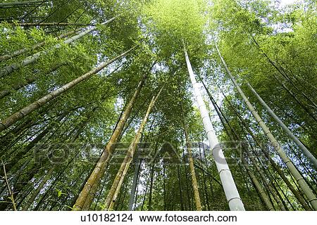 Picture - Outdoors, Green. Fotosearch