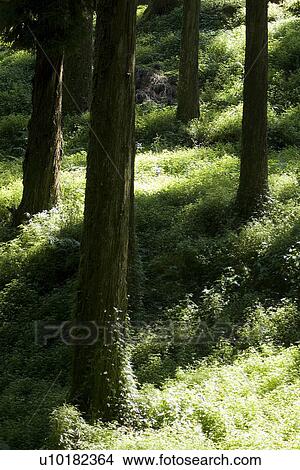 Outdoors, Green View Large Photo Image Picture - Outdoors, Green. Fotosearch