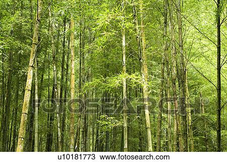 Stock Image - Outdoors, Green. Fotosearch