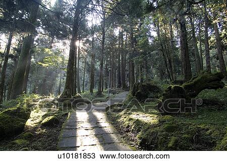 Stock Image - Outdoors, Green. Fotosearch