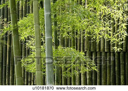 Outdoors, Green View Large Photo Image Stock Image - Outdoors, Green. Fotosearch