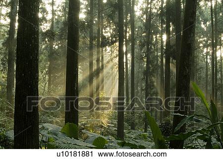 Stock Image - Outdoors, Green. Fotosearch