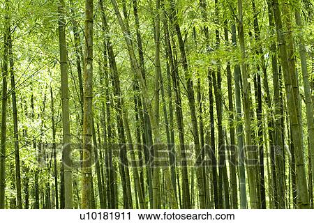 Outdoors, Green View Large Photo Image Stock Image - Outdoors, Green. Fotosearch