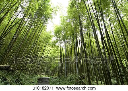 Stock Image - Outdoors, Green. Fotosearch