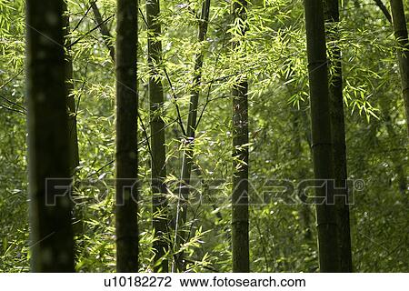 Outdoors, Green View Large Photo Image Stock Image - Outdoors, Green. Fotosearch