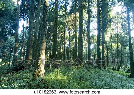 Stock Image - Outdoors, Green. Fotosearch