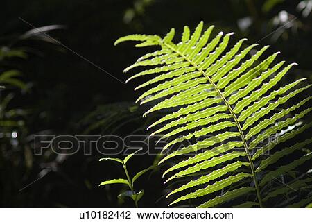 Stock Image - Outdoors, Green. Fotosearch