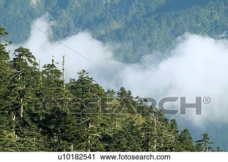 Stock Image - Outdoors, Green. Fotosearch