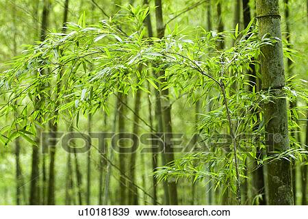 Outdoors, Green View Large Photo Image Stock Photo - Outdoors, Green. Fotosearch