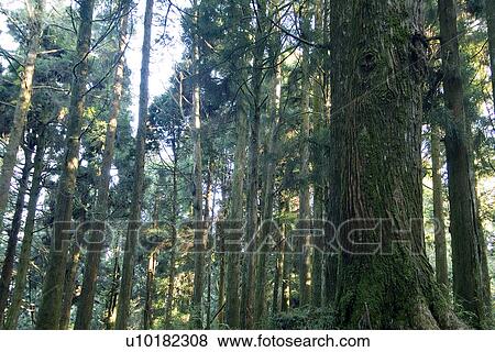 Stock Photo - Outdoors, Green. Fotosearch