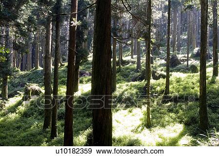 Stock Photo - Outdoors, Green. Fotosearch
