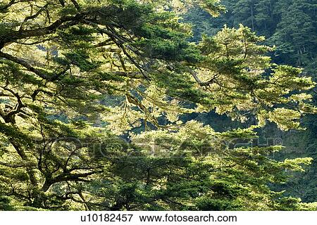 Stock Photo - Outdoors, Green. Fotosearch