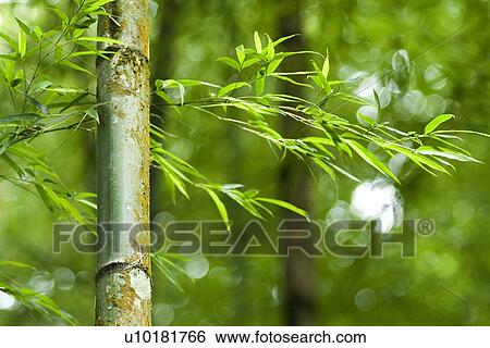 Stock Photograph - Outdoors, Green. Fotosearch