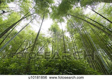 Stock Photograph - Outdoors, Green. Fotosearch