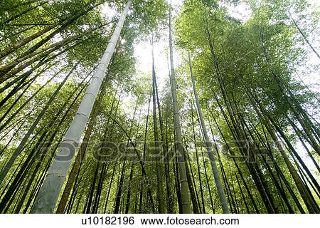 Outdoors, Green View Large Photo Image Stock Photograph - Outdoors, Green. Fotosearch