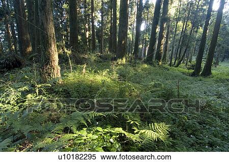 Stock Photography - Outdoors, Green. Fotosearch