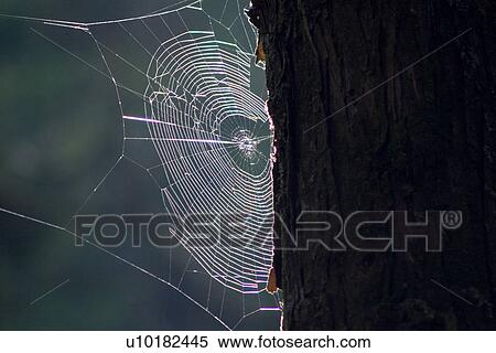 Stock Photography - Outdoors, Green. Fotosearch