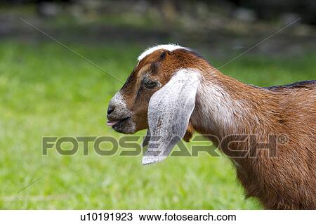Stock Image - Outdoors, Day. Fotosearch