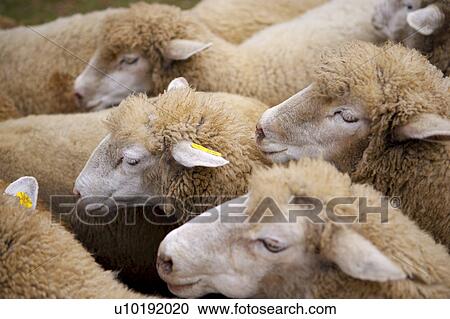 Stock Image - Outdoors, Day. Fotosearch