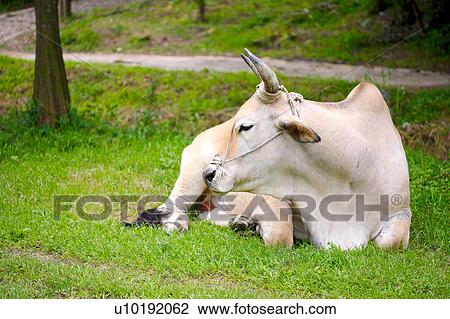 Stock Image - Outdoors, Day. Fotosearch