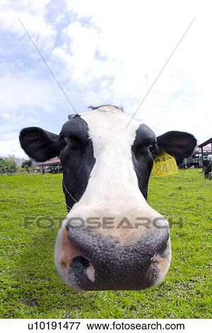 Stock Photo - Outdoors, Day. Fotosearch