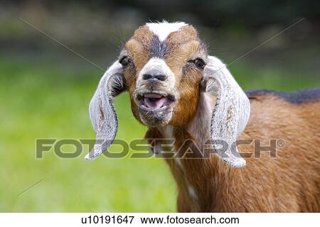 Stock Photo - Outdoors, Day. Fotosearch