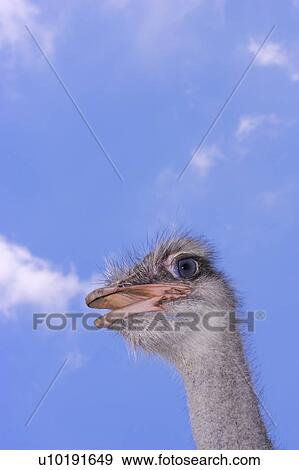 Stock Photo - Outdoors, Day. Fotosearch