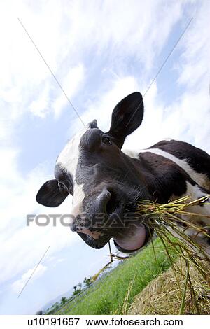 Stock Photo - Outdoors, Day. Fotosearch