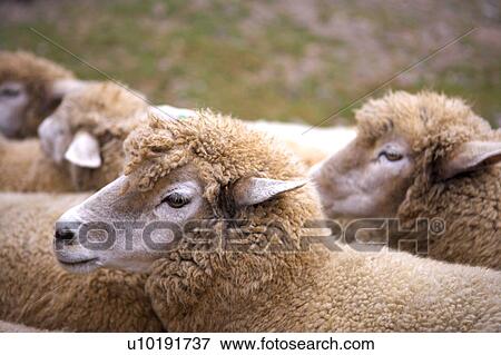 Stock Photo - Outdoors, Day. Fotosearch