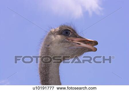 Stock Photo - Outdoors, Day. Fotosearch