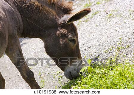 Stock Photo - Outdoors, Day. Fotosearch
