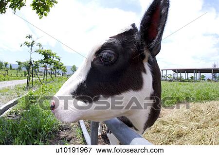 Stock Photo - Outdoors, Day. Fotosearch