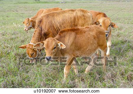 Stock Photo - Outdoors, Day. Fotosearch