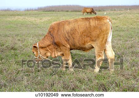 Stock Photo - Outdoors, Day. Fotosearch