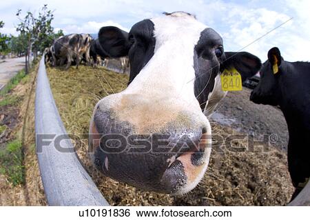 Stock Photograph - Outdoors, Day. Fotosearch