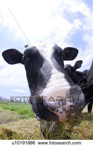 Outdoors, Day View Large Photo Image Stock Photograph - Outdoors, Day. Fotosearch