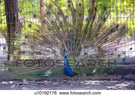 Stock Photograph - Outdoors, Day. Fotosearch