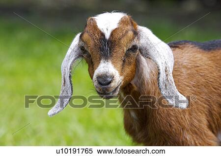 Stock Photography - Outdoors, Day. Fotosearch