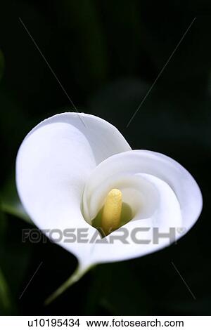 Picture - Outdoors, Day. Fotosearch