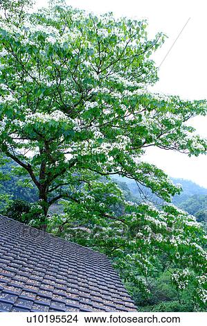 Outdoors, Day View Large Photo Image Picture - Outdoors, Day. Fotosearch
