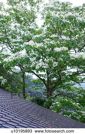 Stock Image - Outdoors, Day. Fotosearch