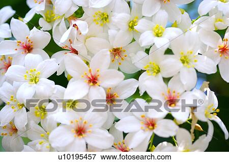 Stock Photo - Outdoors, Day. Fotosearch